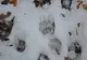 Urme de pisică sălbatică și șacal, în timpul monitorizării faunei în Parcul Natural Porțile de Fier