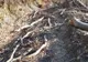 Acţiuni preventive de reducere a incendiilor de vegetaţie uscată