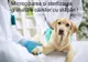 Proiect pentru subvenționarea totală a microcipării și sterilizării câinilor cu stăpân ce aparțin rasei comune sau a metișilor
