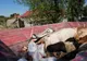 PESTA PORCINĂ AFRICANĂ FACE RAVAGII. LA GÂRLA MARE A ÎNCEPUT UCIDEREA PORCILOR