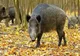 Un nou focar de pestă porcină în Mehedinți 