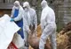 Focar de pestă porcină africană într-o fermă  de porci din Mehedinți 