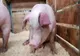 Peste 600 de porci de la o fermă din Mehedinți vor fi sacrificați 