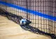 Handbal feminin: meciurile din semifinalele Cupei României au fost anunțate