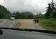 Pui de urs pe Transfăgărăşan