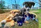 Hrană pentru animalele fără stăpân