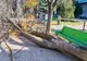 Copac smuls din rădăcini în Severin