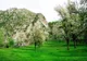 Sărbătoare în pădurea de liliac 