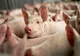 Peste 1500 de porci au fost sacrificaţi la o fermă din Mehedinți
