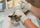 DSVSA Mehedinți angajează medic veterinar. Se cer minimum patru ani de experiență
