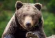 Urșii au apărut din nou în Mehedinți! Localnicii din Godeanu, avertizați după ce animalele au fost văzute în apropierea satului
